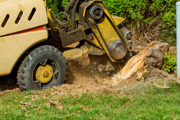 Best Tree Care Services  in Rockford, MI